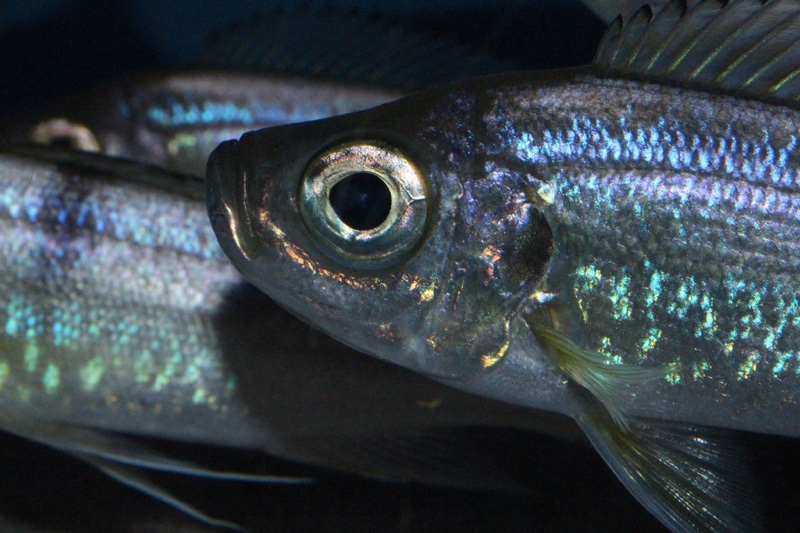 Haplotaxodon trifasciatus 'Cape Kachese'